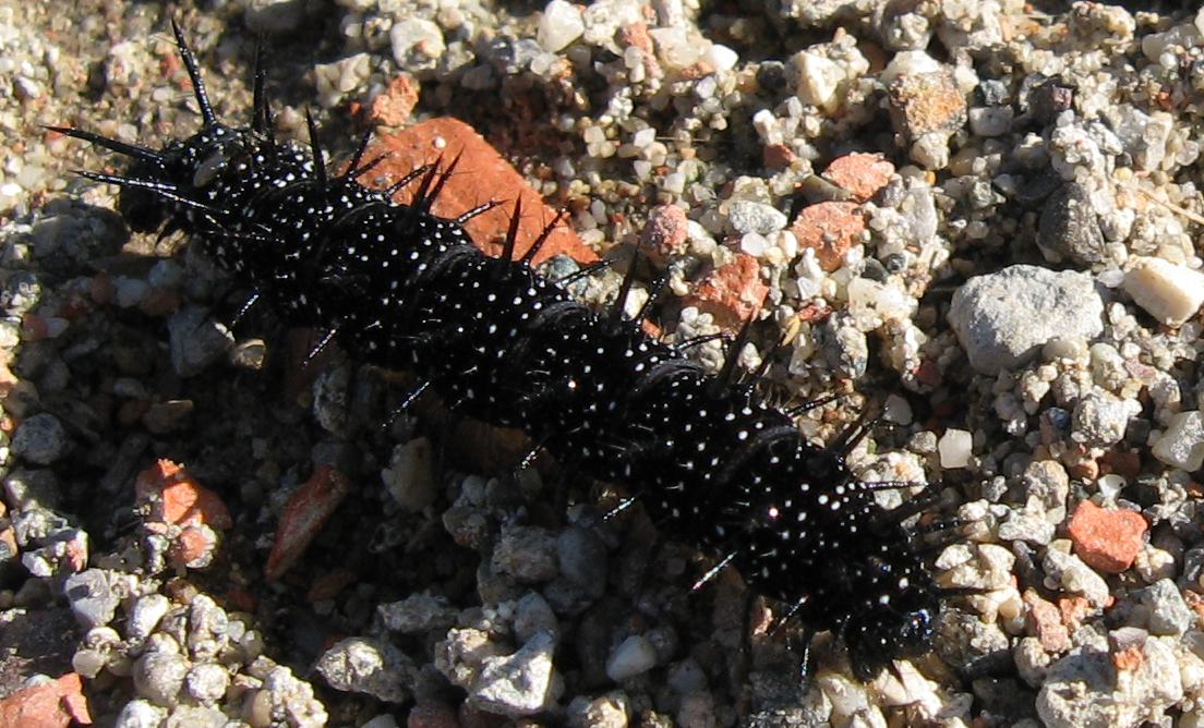 Cercando farfalle mi imbatto in un bruco di Aglais io